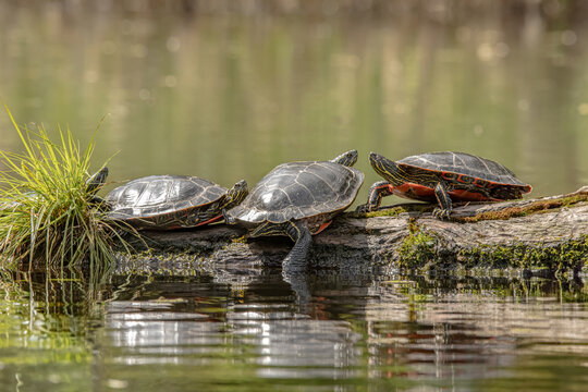 Western painted turtles turtle I resting on a log on a pond