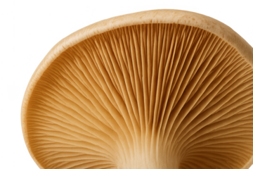 Oyster mushroom gills structure, edible fungi close-up