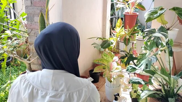 A woman sprays pesticide.
Mealybug exterminator to prevent pests and diseases on plants. A gardening routine on the terrace. A care concept.
