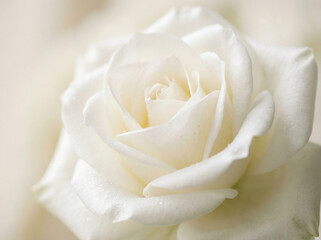 White Rose Flower with Soft Light and Delicate Petals