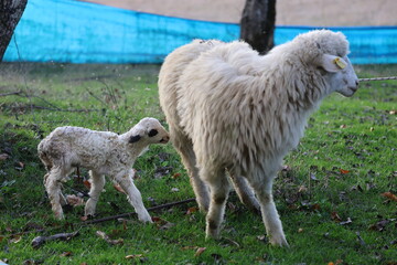 Lamb green grass.Lamb outdoors grass. The lamb was just born. High quality photo