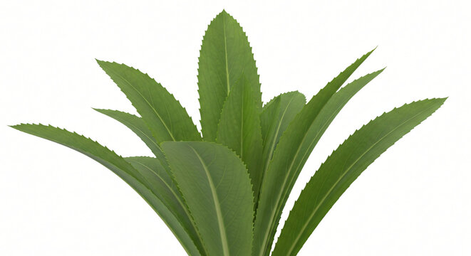 Isolated Sawtooth Coriander on White Background