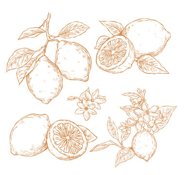 Vintage hand-drawn lemon botanical illustration set, citrus fruit engraving sketch with branches leaves and blossoms isolated