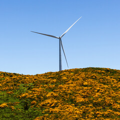 Wind turbine on a lush green hillside in Madeira, Portugal. Clear blue sky and vibrant yellow foliage. Renewable energy technology in a natural landscape.