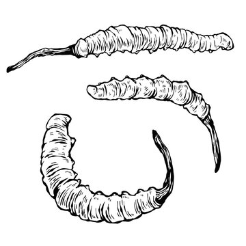 Vintage hand-drawn cordyceps botanical illustration, traditional medicinal caterpillar fungus etching sketch isolated on white background