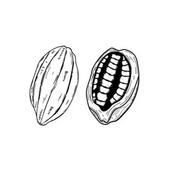 vector illustration of a cocoa