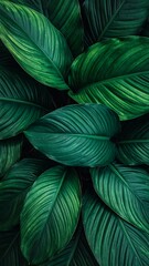 Dense, dark green leaves with pronounced ridges create a vibrant, natural, and organic botanical texture