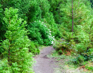 Lush green forest trail in Sete Cidades, Azores. Dense foliage and plants along the path. Hiking route in Portugal surrounded by nature.