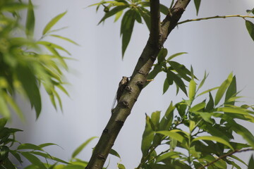 cicada