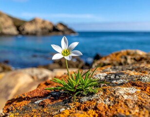 Delicate white flower blossoms atop a lichen-covered rock, with a turquoise ocean backdrop and rocky cliffs beyond