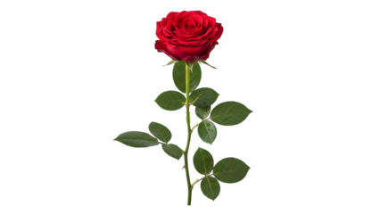 Single red rose with green leaves on stem isolated on transparent background