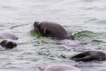 Telephoto of the huge seal colony along the Namibian coast, near walvis bay.