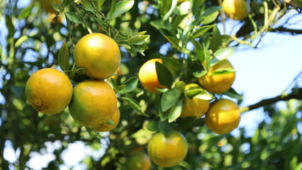 Ripe orange fruit on the tree.  Close-up of several fresh juicy oranges nestled between lush leaves ready to be harvested in the garden with selective 