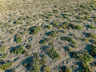 Sparse green plants grow across dry sandy soil patches of grass and weeds scattered throughout the ground showing a rough uneven surface in a sunlit outdoor area