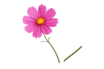 Pink cosmos flower blooming with green stem