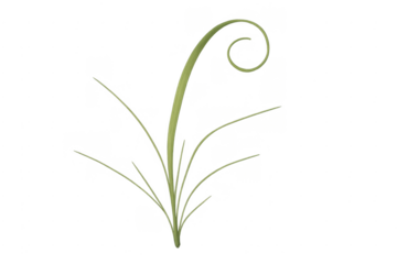 Green grass sprig with spiraling blade transparent background