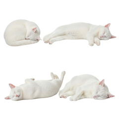 Four white cats in different sleeping poses isolated on transparent background