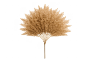 Dried pampas grass fan for bohemian decoration