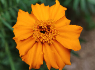 A Detailed Macro Shot of the Complex Center of an Orange Flower