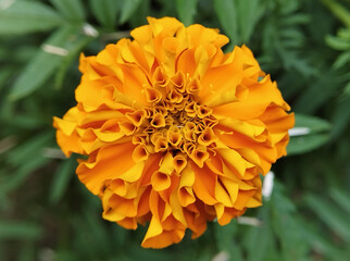 An Intricate and Ruffled Orange Marigold Flower Showing Many Layers of Petals