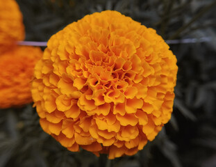 A Large and Symmetrical Orange Marigold Flower Against a Dark Background