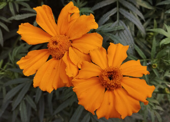 Two Bright Orange Marigold Flowers Blooming Side by Side in the Garden