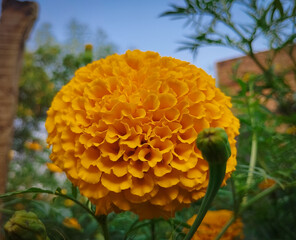 A Large Yellow Marigold Bloom and a Green Bud Against a Blue Sky