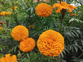 A Garden Bed Filled with Vibrant Orange Marigolds and Green Foliage
