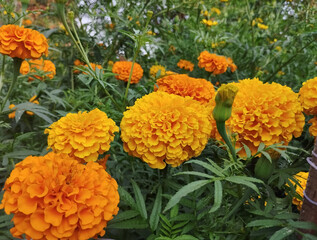 A Cluster of Vibrant Orange Marigold Flowers Blooming in the Garden