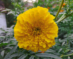 A Highly Detailed Close-Up of a Fluffy Yellow Marigold Flower in Bloom