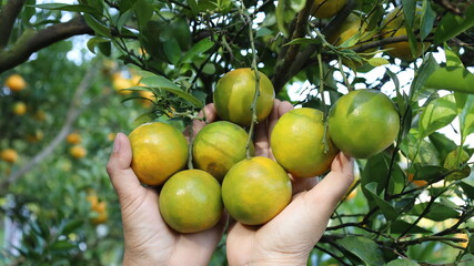 Oranges in the hands of farmers. Close up of two women's hands supporting several oranges on a tree in a farmer's garden in northern Thailand with selective focus.