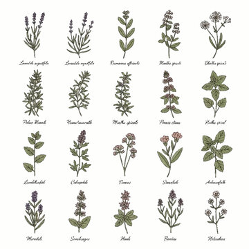 Collection of various herbs and flowers with botanical names.