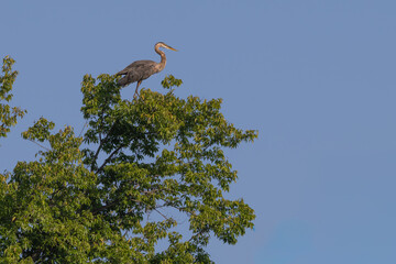 Great blue heron perched on top of a tree.