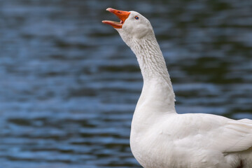 Closeup of a ddomestic goose honking.