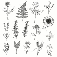 Collection of Hand Drawn Botanical Illustrations Featuring Various Plants and Flowers.