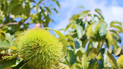 秋の青空と枝に実る青いいが栗