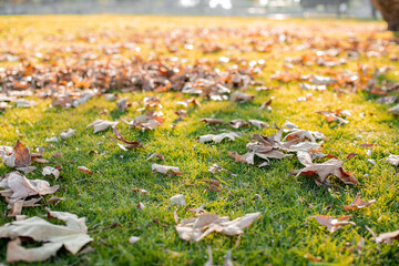 Obraz premium Leaves in the Grass