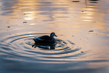 水面に浮かぶ鴨