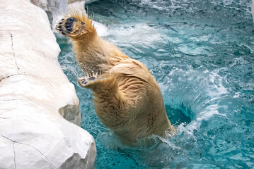 水中に飛び込むホッキョクグマ