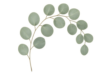Obraz premium Eucalyptus branch with green leaves on transparent background