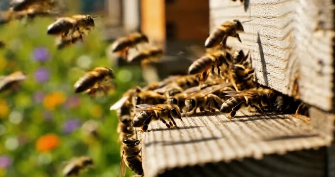 A close-up view of bees buzzing around a hive, with a vibrant garden in the background