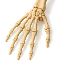 Human Hand Skeleton Anatomy Illustration &ndash; Detailed Bone Structure of Wrist, Palm and Fingers