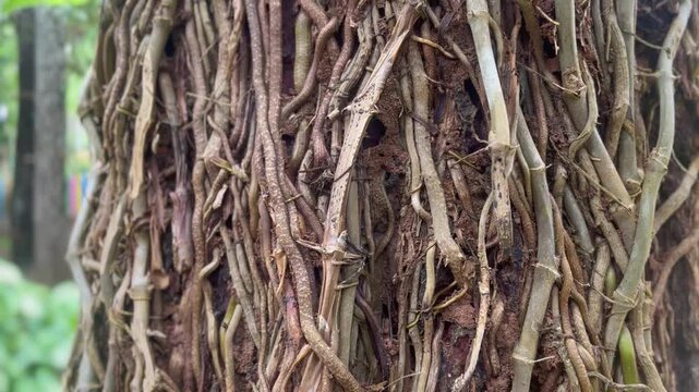 Close-up view of a tree trunk densely covered with intricate, brown, tangled roots and vines in a natural outdoor setting.