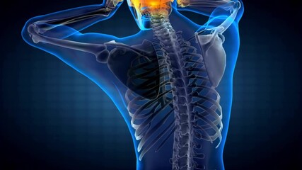 Transparent human body model animation - Powered by Adobe