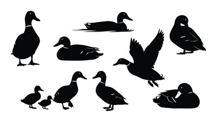 Fototapeta premium Silhouette collection of ducks in various poses swimming flying and resting