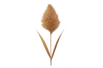 Pampas grass plumes dried boho floral decor