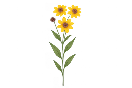 Yellow flowers with green leaves and a stem on a transparent background - Powered by Adobe