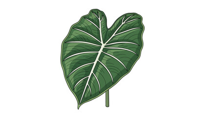 Illustration of a white magnolia flower blossom. © Rendi