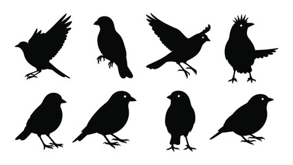 Obraz premium Black silhouette collection of various bird poses and species in a simple style