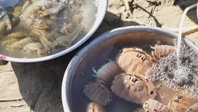 Fresh crustaceans are being prepared in bowls filled with water as bubbles rise from the surface showcasing seafood processing techniques